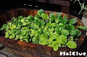 ミックス野菜〜短期間で成長が感じられる簡単☆手作り野菜〜