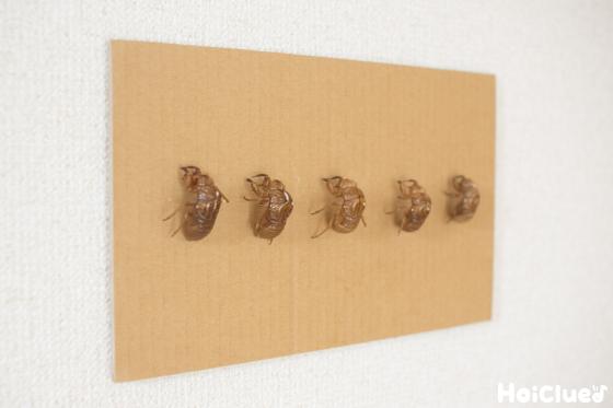 【工作コラム】セミの抜け殻で、博物館ごっこ。〜素材／セミの抜け殻〜