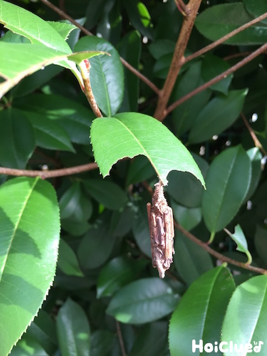 ミノムシ探検隊〜どこにいるのかな？探してみよう〜