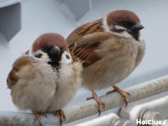 ちゅんちゅん！スズメのあれこれ〜身近な野鳥について知ろう！〜