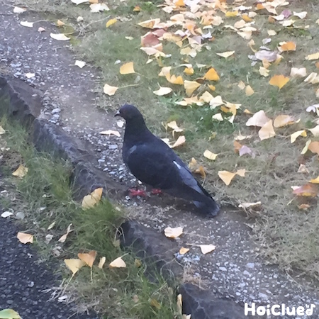 ハトのあれこれ〜身近な野鳥について知ろう！〜