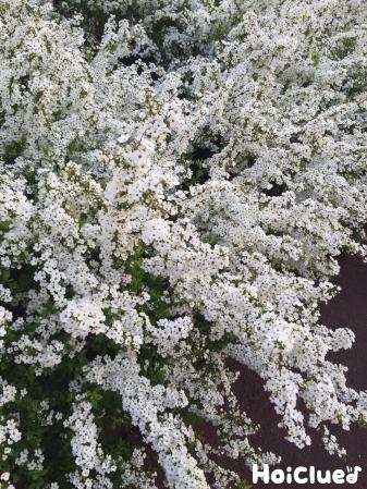 ゆきやなぎのひみつ〜身近な植物について知ろう〜