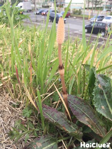 ツクシのひみつ〜身近な植物について知ろう〜