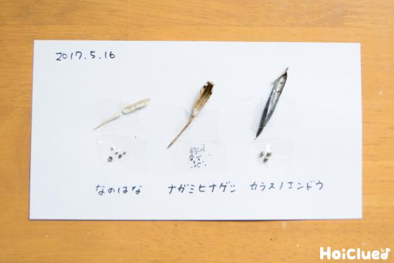 【工作コラム】「初夏の種」の小さな図鑑〜素材／初夏に集まる種〜