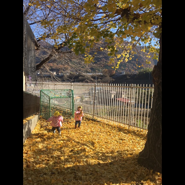 【みんなの投稿】〔秋 イチョウの葉遊び〕1歳児