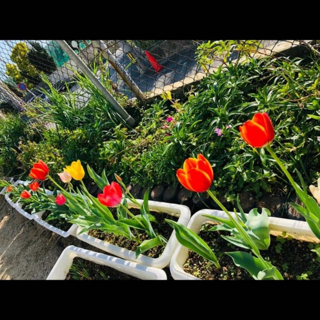 【みんなの投稿】4歳児 さいた〜さいた〜チューリップの花が〜チューリップ