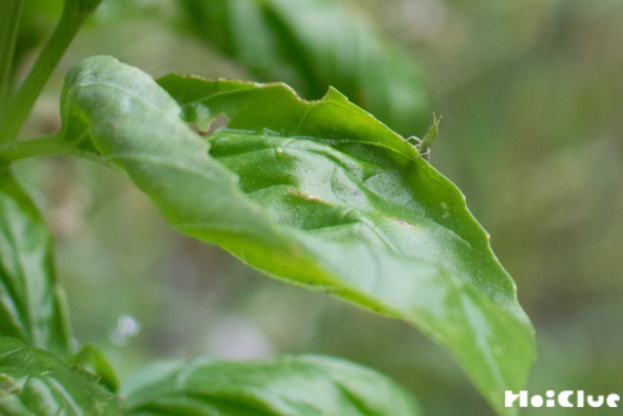 【自然遊び】雨あがりの虫探し探検