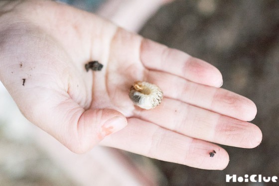 【自然遊び】幼虫はどうやって土にもぐるの？〜コガネムシの幼虫〜