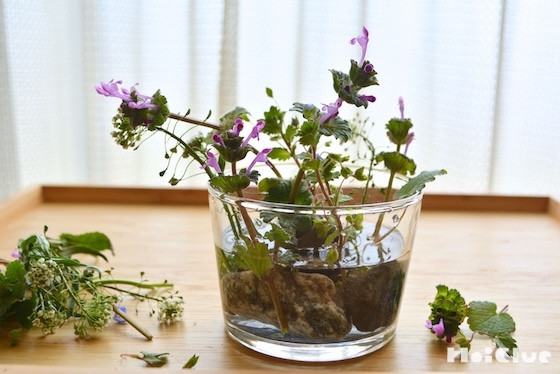 なんちゃって生け花〜ちいさな春の草花を飾ろう〜